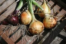 She said drives were conducted in many places against such. Top Problems Growing Onions And How To Fix It Ready To Diy