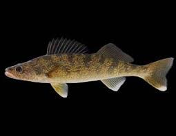 Walleye Mdc Discover Nature