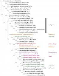 Image result for Lellingeria oosora