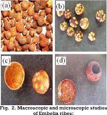 Image result for Embelia ruminata