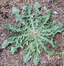 Image result for Hypochaeris