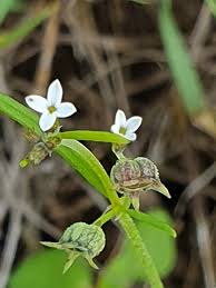 Image result for Oldenlandia lancifolia