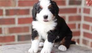 They are widely known for their loyalty and the high amount of energy they have. Top 6 Bernedoodle Breeders In Texas The Dogs Journal