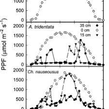 Image result for Disa cryptantha