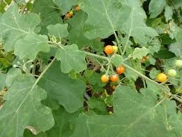 Image result for Solanum anguivi