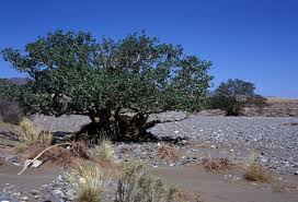 Image result for Ficus sycomorus