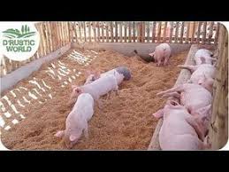 How To Make No Smell Pig Pen Backyard Piggery Baboyang Walang Amoy Youtube Pig Pen Pig Farming Pig