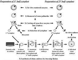 Animal cells are eukaryotic in nature, possessing a nucleus and organelles that carry out the different functions the cell must do to thrive and reproduce. Handmade Somatic Cell Cloning And Related Studies In Farm Animals