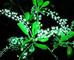 Image result for Tacazzea apiculata