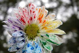 Make your own rainbow flowers. Beautiful Color Flower Pretty Rainbow Inspiring Picture On Favim Com