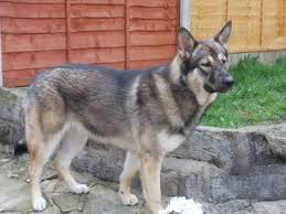 They need frequent exercise as well. Alaskan Shepherd Alaskan Malamute X German Shepherd Dog Some Great Information On This Particular Mi Alaskan Shepherd Cute Dogs And Puppies Shepherd Mix Dog