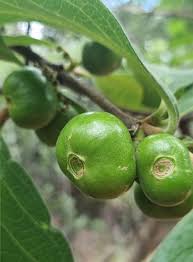 Image result for Vangueria sp.