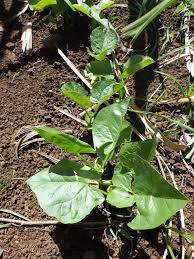 Image result for Canavalia gladiata