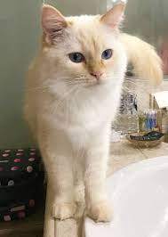 Parents onsite for viewing as they are our pets. Persa Flame Point Ragdoll Ragdoll Cat Cats Cat Breeds