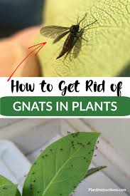 Raised Garden Bed Plans In 2020 How To Get Rid Of Gnats Plant Pests Gnats In House Plants