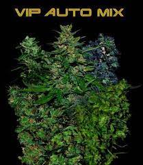 We did not find results for: Vip Auto Mix Vip Seeds Feminized Zamnesia