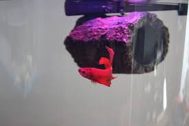 Just 2 or 3 betta fish pellets can be enough to keep them. How Often Should I Feed My Betta Fish How Much