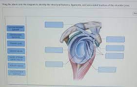 Scapulae) is a roughly triangular shaped bone of the pectoral girdle with several articulations connecting to the humerus and clavicle. Drag The Labels Onto The Diagram To Identify The Chegg Com