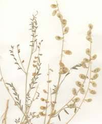 Image result for Lessertia pauciflora