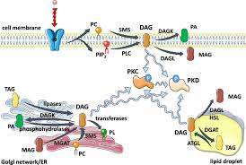 Maybe you would like to learn more about one of these? Diacylglycerol Evoked Activation Of Pkc And Pkd Isoforms In Regulation Of Glucose And Lipid Metabolism A Review Springerlink