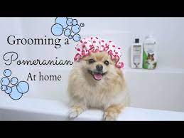How Often Should You Bathe A Pomeranian 2022 The Dog Visitor