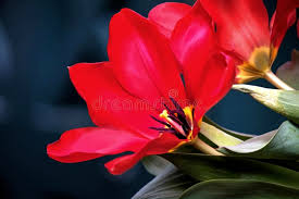The upright flowers may be single or double, and vary in shape from. 713 Pistil Structure Photos Free Royalty Free Stock Photos From Dreamstime