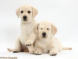 Dogs Yellow Labrador Retriever Puppies 8 Weeks Old Photo Golden Labrador Puppies Labrador Retriever Puppies Labrador