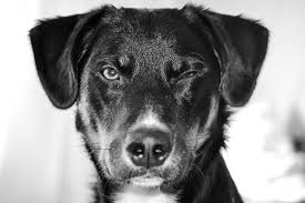 Symptoms of red eye in dogs. Is Your Dog Squinting It May Have A Serious Eye Condition Vetss Charlottesville