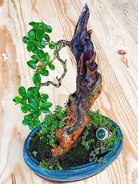 Jual Bonsai Sisir Bonsai Kaliage Cudrania Chochinsinensis Di Lapak Archiepedia Bukalapak