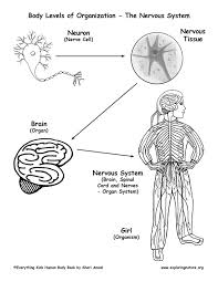 Multicellular organisms are made of many parts that are needed for survival. Levels Of Organization Lessons Blendspace