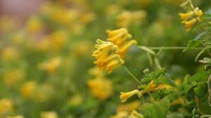 Umbellatum is a relatively short plant, occurring in tufts of basal linear leaves, producing conspicuous white flowers, in a stellate pattern, in mid to late spring. Yellow Corydalis The Wildlife Trusts