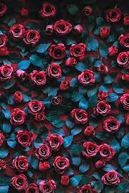 A unique twist to the traditional giving of roses on valentine's day. 40 Rose Aesthetic Wallpaper For Your Iphone Prada Pearls Prada Pearls
