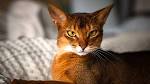 The 10 Most Beautiful Cat Breeds - Pet Central by Chewy