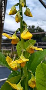Image result for Crotalaria oocarpa