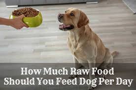 As previously stated, your dog will likely lose a lot of water weight when switching to a raw food diet, but after the first two weeks are over, you. The Best Raw Dog Food Available In 2019 Therapy Pet