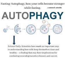 When You Fast Whether It S A Water Fast Intermittent Fasting Or Dry Fasting Abstaining From Food The B Water Fasting Intermittent Fasting What Is Autophagy