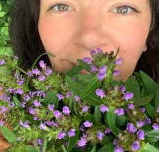 Gorgeous beautiful yet often overlooked self heal. Have you seen her in the  grass, the hedgerows, the verges and your garden? This plant, who has a  scientific name which sounds like a