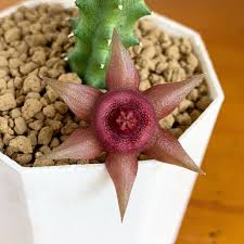 Image result for Huernia aspera