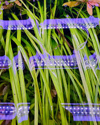 Image result for Cyperus spiralis