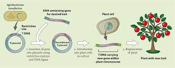 Therefore, plant biotechnology provides a better alternative in the form of in vitro culture technology, including plant cell cultures, adventitious roots culture, organ, and tissue culture. Can We Engineer Life 4 3 Plant Gene Technology History Bio Based Press