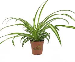 Image result for Chlorophytum