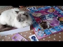 Ragdoll Cat Lizzy Likes To Lie In A Box Hihi And She Likes To Participate In Frozen Games Playing Youtube In 2020 Ragdoll Cat Ragdoll Cats