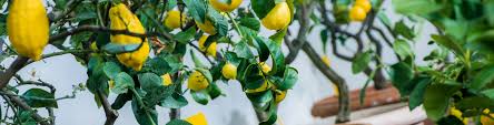Popular fruit trees for sydney and new south wales Growing Dwarf Fruit Trees Flower Power