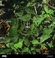 Image result for Searsia tenuinervis