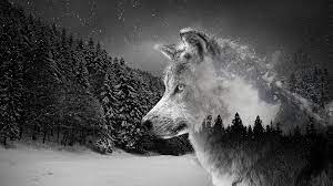 2560x1600 wolf running in water hd wallpaper wallpapers 4k 5k 8k. 4k Snow Wolf Wallpapers Top Free 4k Snow Wolf Backgrounds Wallpaperaccess