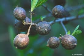 Image result for Rothmannia globosa