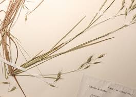 Maybe you would like to learn more about one of these? Genus Bromus Brome Go Botany