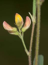 Image result for Eriosema youngii