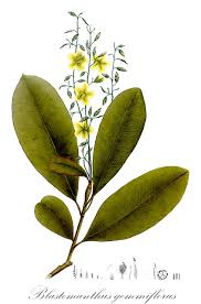 Image result for Ochnaceae