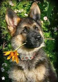 Pin On Schaferhund Pup